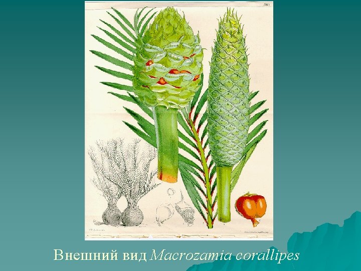Внешний вид Macrozamia corallipes 