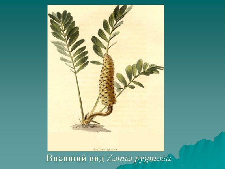 Внешний вид Zamia pygmaea 