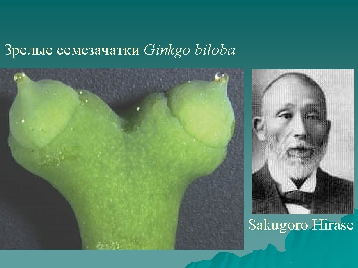 Зрелые семезачатки Ginkgo biloba Sakugoro Hirase 