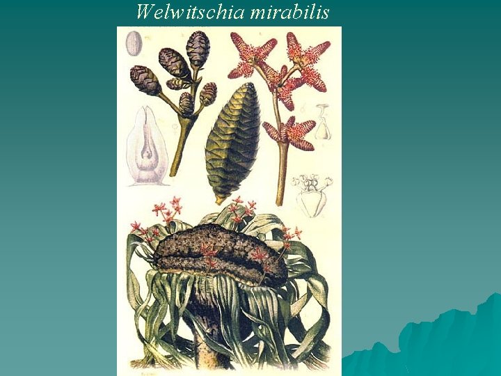 Welwitschia mirabilis 