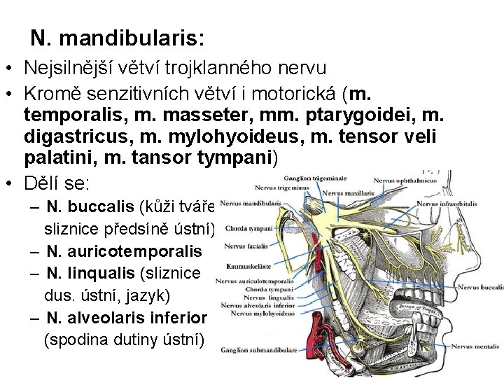 N. mandibularis: • Nejsilnější větví trojklanného nervu • Kromě senzitivních větví i motorická (m.