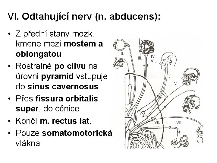 VI. Odtahující nerv (n. abducens): • Z přední stany mozk. kmene mezi mostem a