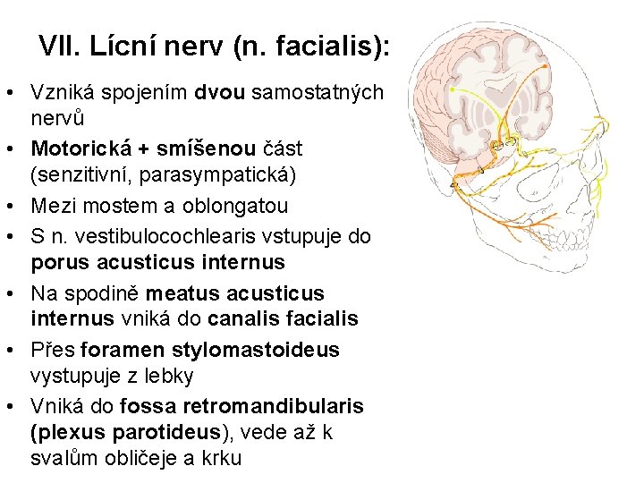 VII. Lícní nerv (n. facialis): • Vzniká spojením dvou samostatných nervů • Motorická +