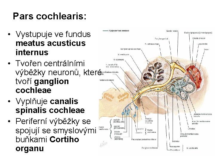 Pars cochlearis: • Vystupuje ve fundus meatus acusticus internus • Tvořen centrálními výběžky neuronů,