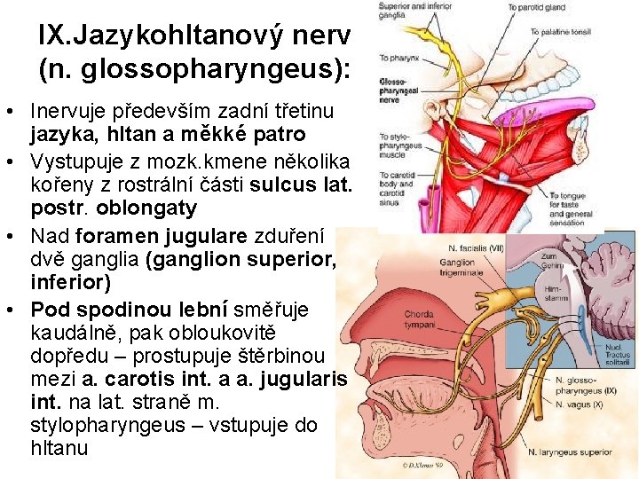 IX. Jazykohltanový nerv (n. glossopharyngeus): • Inervuje především zadní třetinu jazyka, hltan a měkké