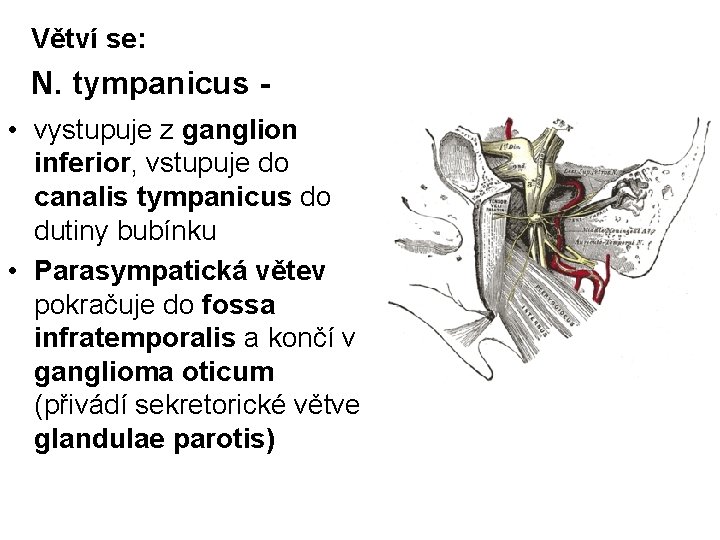 Větví se: N. tympanicus • vystupuje z ganglion inferior, vstupuje do canalis tympanicus do