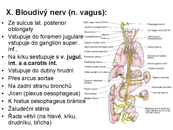 X. Bloudivý nerv (n. vagus): • Ze sulcus lat. posterior oblongaty • Vstupuje do
