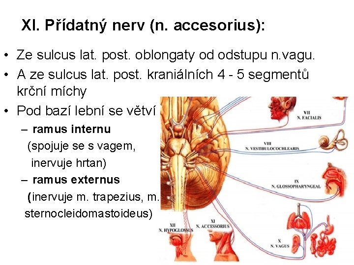 XI. Přídatný nerv (n. accesorius): • Ze sulcus lat. post. oblongaty od odstupu n.