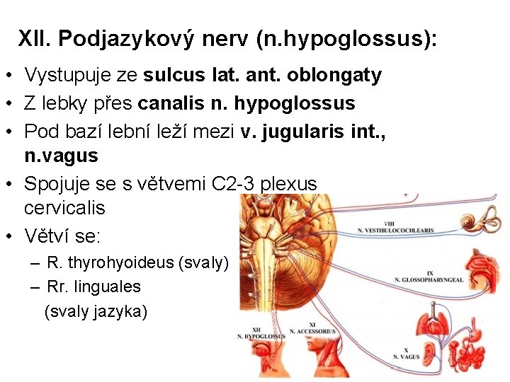 XII. Podjazykový nerv (n. hypoglossus): • Vystupuje ze sulcus lat. ant. oblongaty • Z