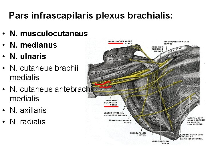 Pars infrascapilaris plexus brachialis: • • N. musculocutaneus N. medianus N. ulnaris N. cutaneus