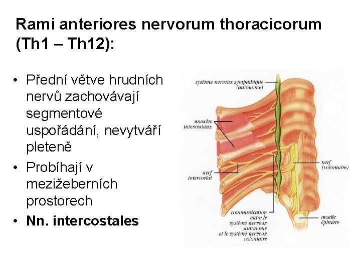 Rami anteriores nervorum thoracicorum (Th 1 – Th 12): • Přední větve hrudních nervů