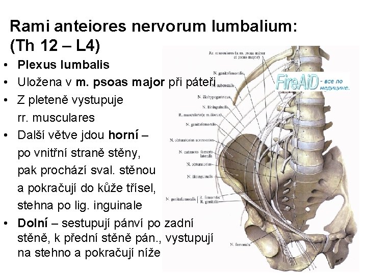 Rami anteiores nervorum lumbalium: (Th 12 – L 4) • Plexus lumbalis • Uložena