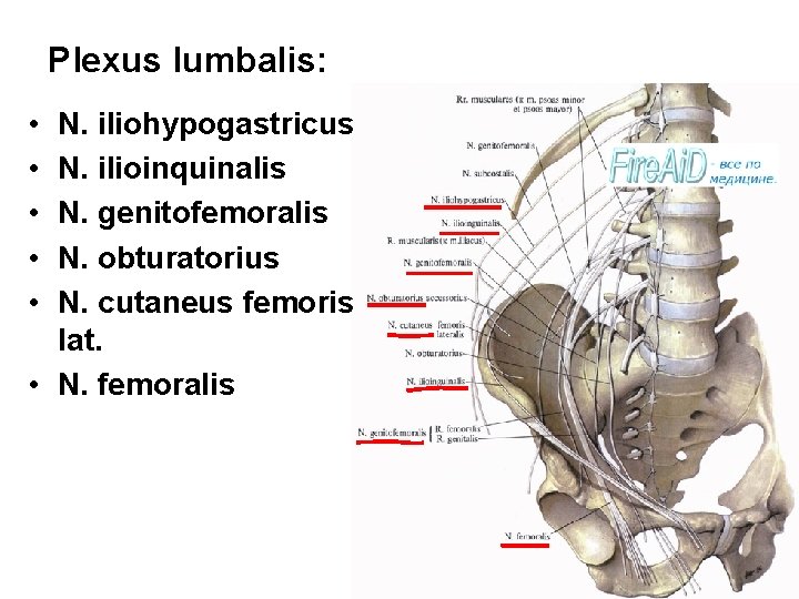 Plexus lumbalis: • • • N. iliohypogastricus N. ilioinquinalis N. genitofemoralis N. obturatorius N.