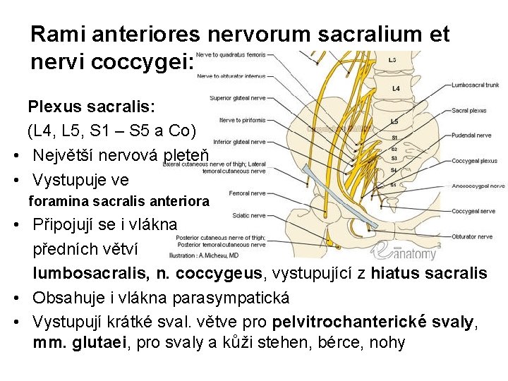 Rami anteriores nervorum sacralium et nervi coccygei: Plexus sacralis: (L 4, L 5, S