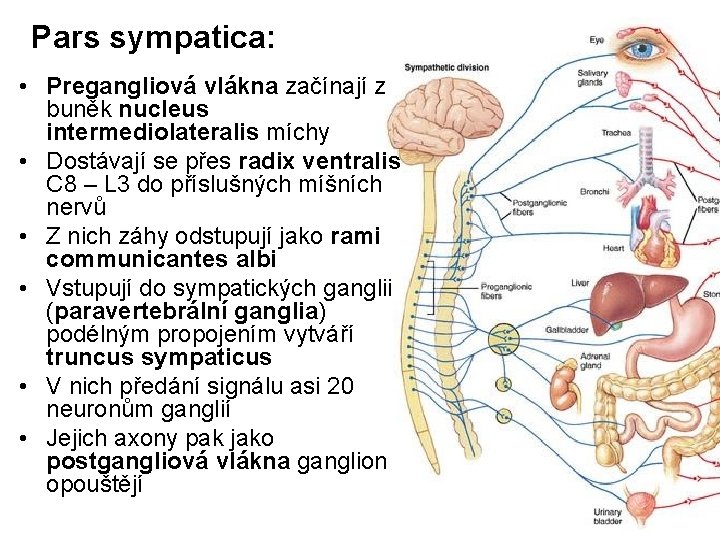 Pars sympatica: • Pregangliová vlákna začínají z buněk nucleus intermediolateralis míchy • Dostávají se