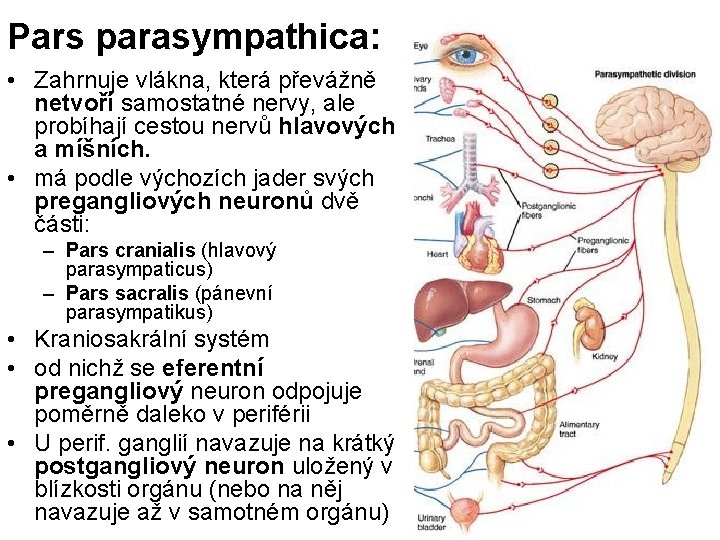Pars parasympathica: • Zahrnuje vlákna, která převážně netvoří samostatné nervy, ale probíhají cestou nervů
