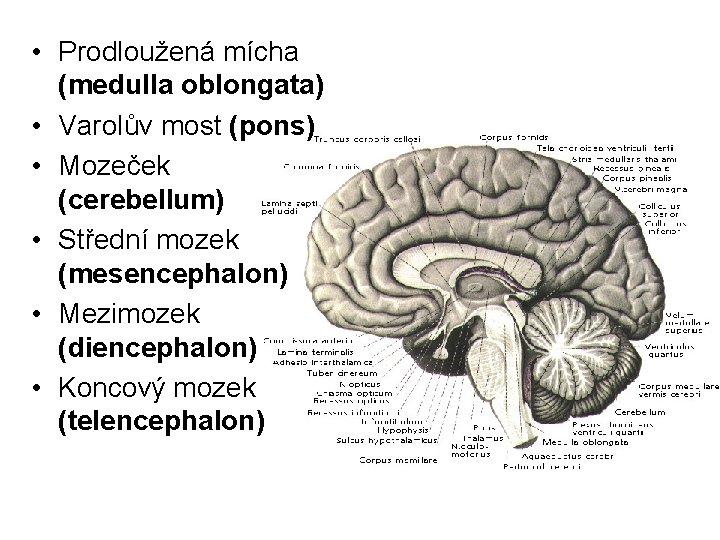  • Prodloužená mícha (medulla oblongata) • Varolův most (pons) • Mozeček (cerebellum) •