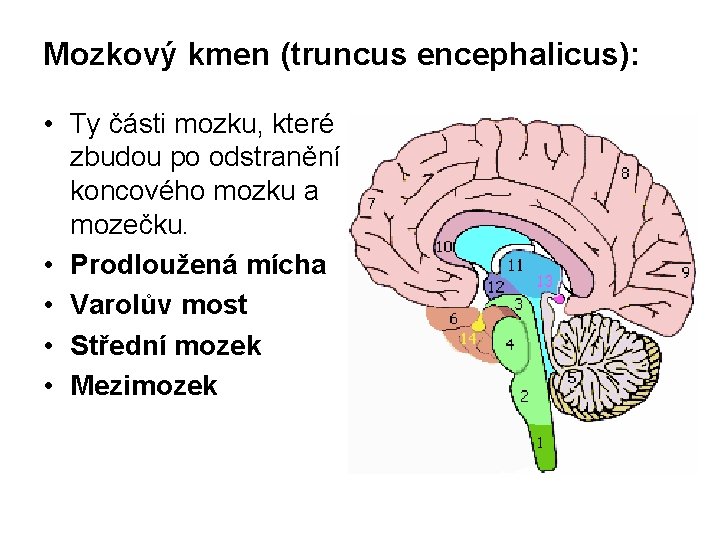 Mozkový kmen (truncus encephalicus): • Ty části mozku, které zbudou po odstranění koncového mozku