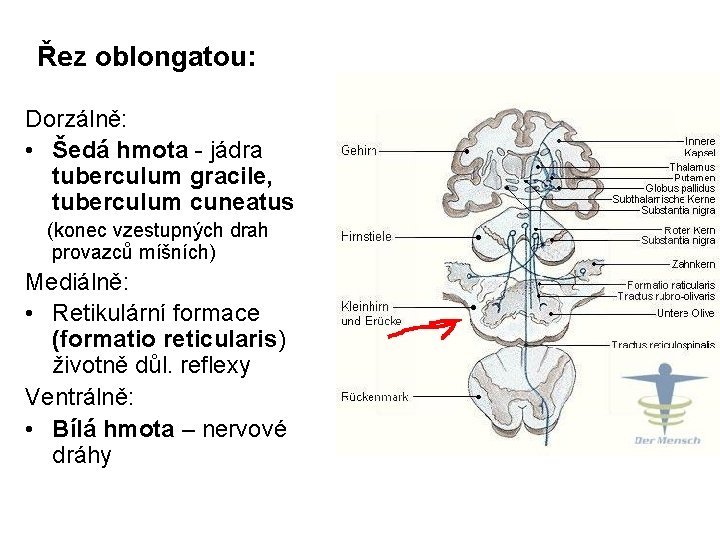 Řez oblongatou: Dorzálně: • Šedá hmota - jádra tuberculum gracile, tuberculum cuneatus (konec vzestupných