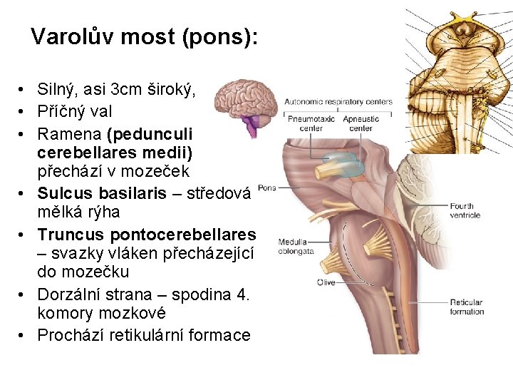 Varolův most (pons): • Silný, asi 3 cm široký, • Příčný val • Ramena