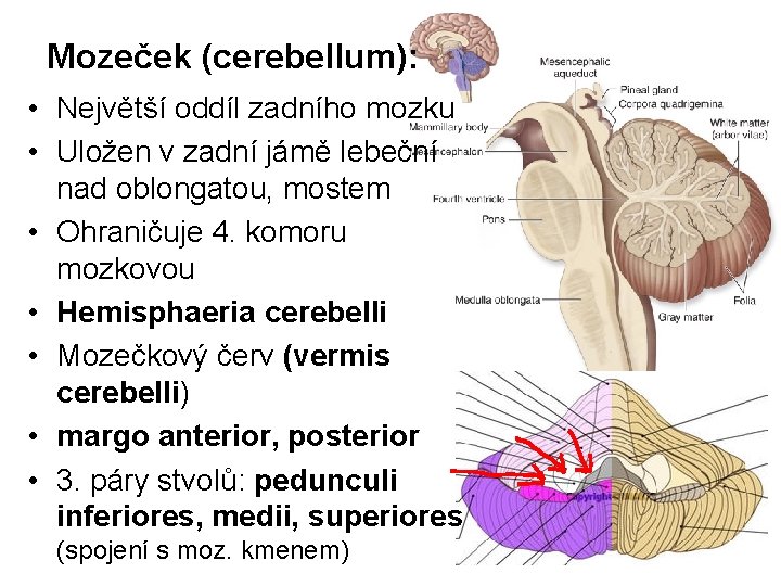 Mozeček (cerebellum): • Největší oddíl zadního mozku • Uložen v zadní jámě lebeční nad