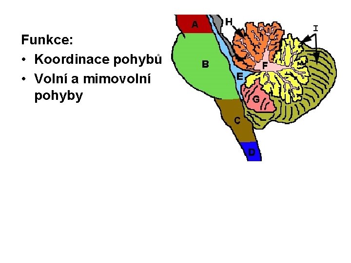 Funkce: • Koordinace pohybů • Volní a mimovolní pohyby 