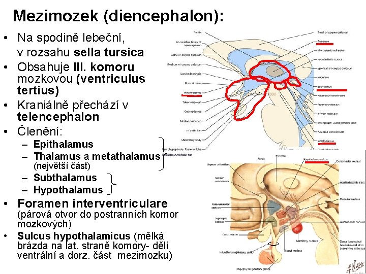 Mezimozek (diencephalon): • Na spodině lebeční, v rozsahu sella tursica • Obsahuje III. komoru