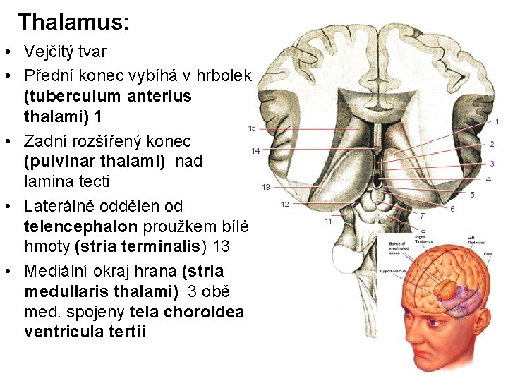 Thalamus: • Vejčitý tvar • Přední konec vybíhá v hrbolek (tuberculum anterius thalami) 1
