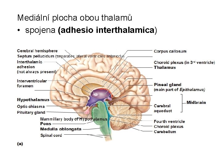 Mediální plocha obou thalamů • spojena (adhesio interthalamica) 
