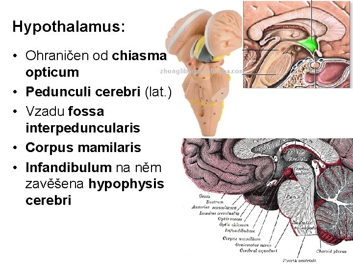 Hypothalamus: • Ohraničen od chiasma opticum • Pedunculi cerebri (lat. ) • Vzadu fossa