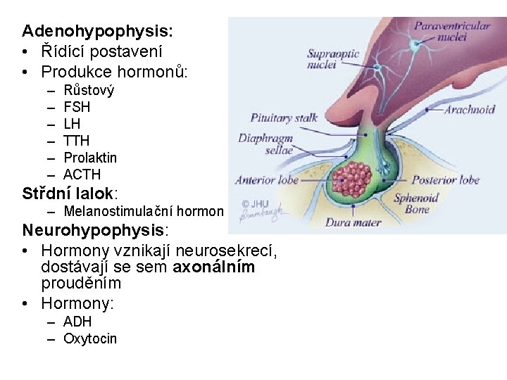 Adenohypophysis: • Řídící postavení • Produkce hormonů: – – – Růstový FSH LH TTH