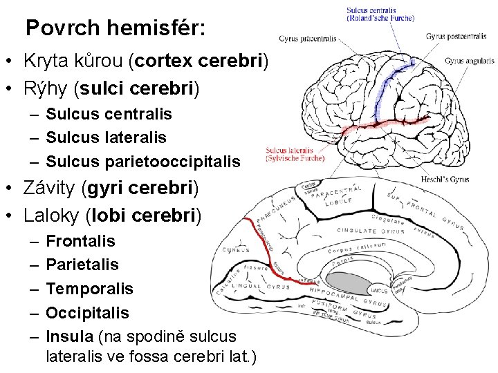 Povrch hemisfér: • Kryta kůrou (cortex cerebri) • Rýhy (sulci cerebri) – Sulcus centralis