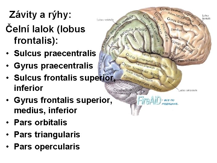 Závity a rýhy: Čelní lalok (lobus frontalis): • Sulcus praecentralis • Gyrus praecentralis •