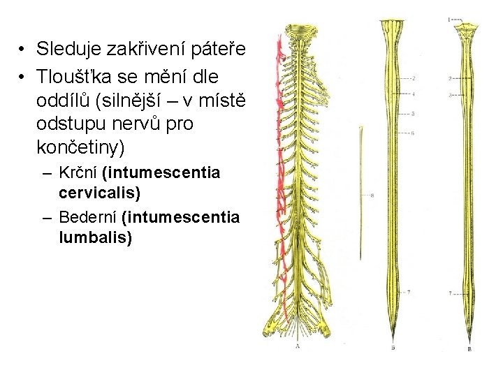  • Sleduje zakřivení páteře • Tloušťka se mění dle oddílů (silnější – v