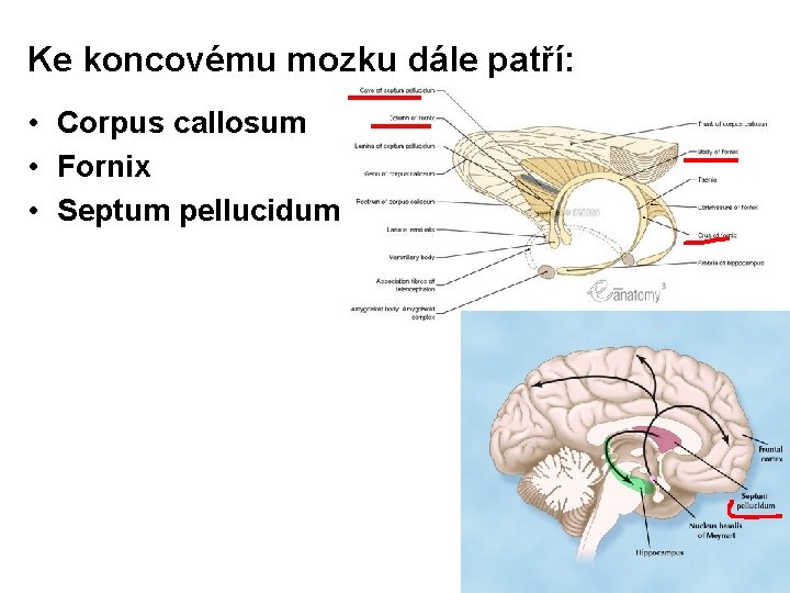 Ke koncovému mozku dále patří: • Corpus callosum • Fornix • Septum pellucidum 