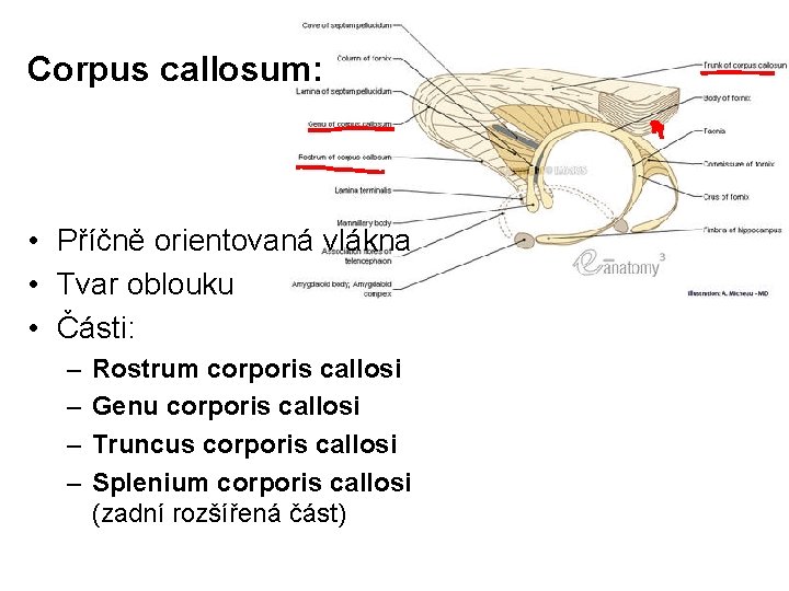 Corpus callosum: • Příčně orientovaná vlákna • Tvar oblouku • Části: – – Rostrum