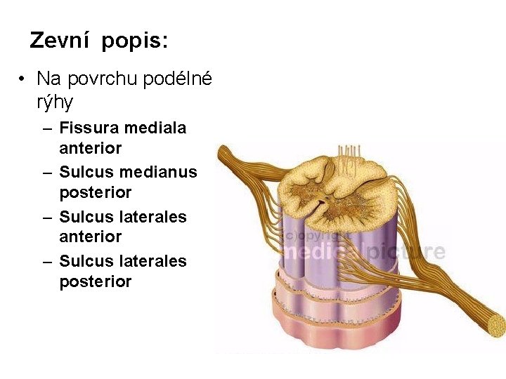 Zevní popis: • Na povrchu podélné rýhy – Fissura mediala anterior – Sulcus medianus