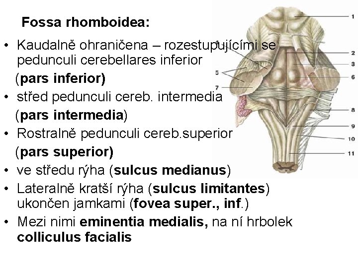 Fossa rhomboidea: • Kaudalně ohraničena – rozestupujícími se pedunculi cerebellares inferior (pars inferior) •