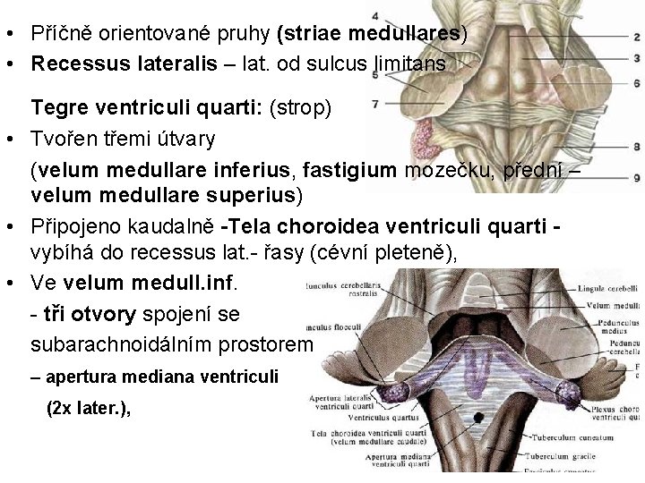  • Příčně orientované pruhy (striae medullares) • Recessus lateralis – lat. od sulcus