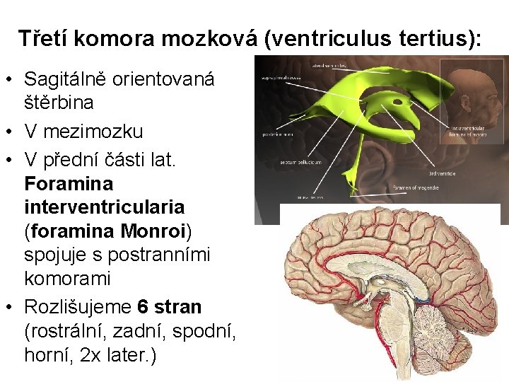 Třetí komora mozková (ventriculus tertius): • Sagitálně orientovaná štěrbina • V mezimozku • V