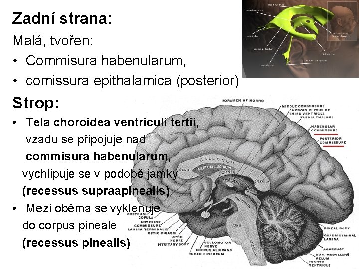 Zadní strana: Malá, tvořen: • Commisura habenularum, • comissura epithalamica (posterior) Strop: • Tela