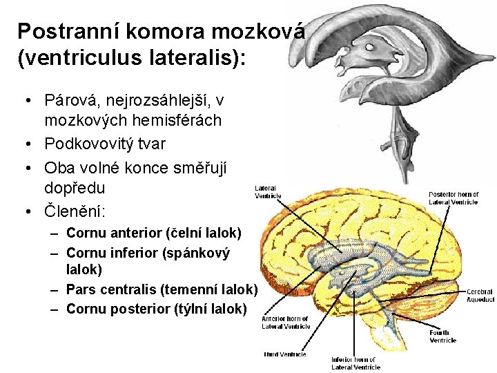 Postranní komora mozková (ventriculus lateralis): • Párová, nejrozsáhlejší, v mozkových hemisférách • Podkovovitý tvar