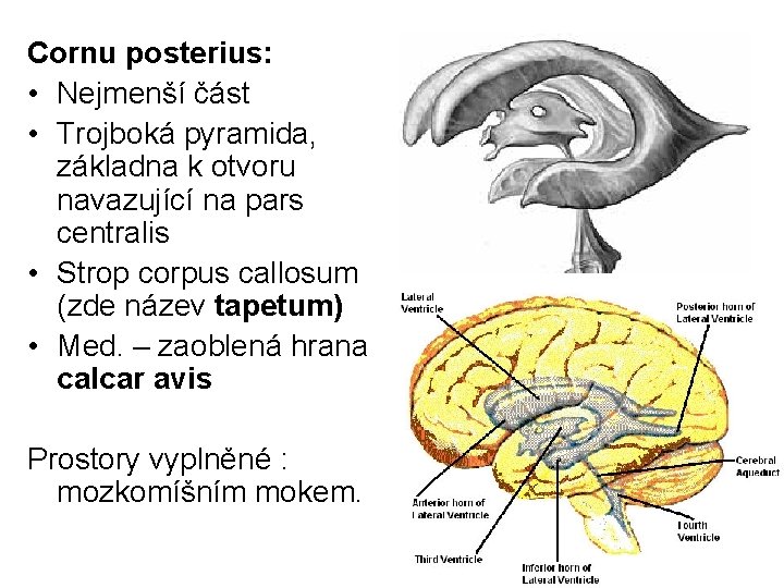 Cornu posterius: • Nejmenší část • Trojboká pyramida, základna k otvoru navazující na pars