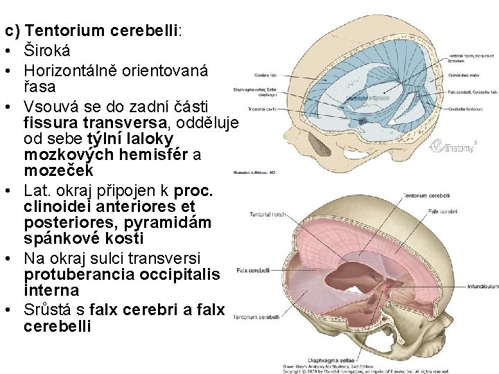 c) Tentorium cerebelli: • Široká • Horizontálně orientovaná řasa • Vsouvá se do zadní