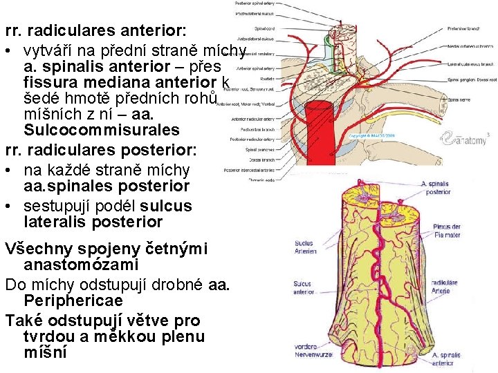 rr. radiculares anterior: • vytváří na přední straně míchy a. spinalis anterior – přes