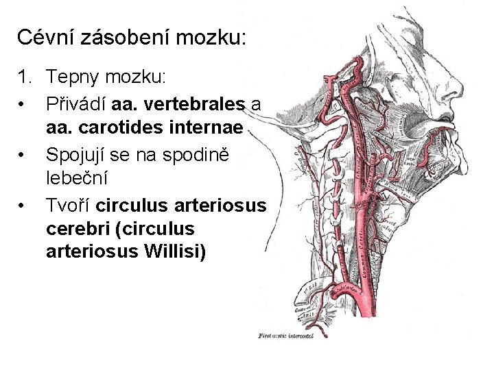Cévní zásobení mozku: 1. Tepny mozku: • Přivádí aa. vertebrales a aa. carotides internae