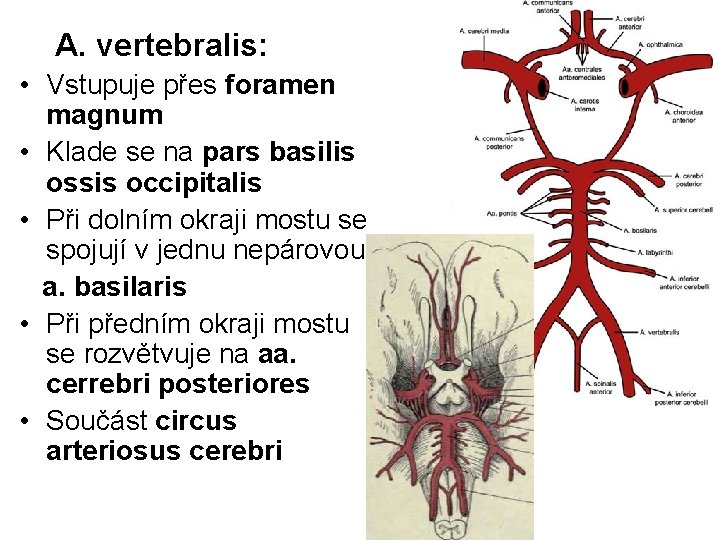 A. vertebralis: • Vstupuje přes foramen magnum • Klade se na pars basilis ossis