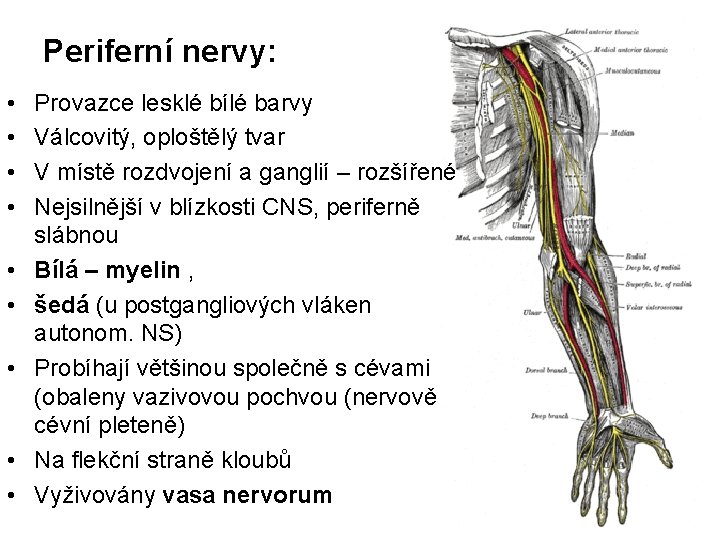 Periferní nervy: • • • Provazce lesklé bílé barvy Válcovitý, oploštělý tvar V místě