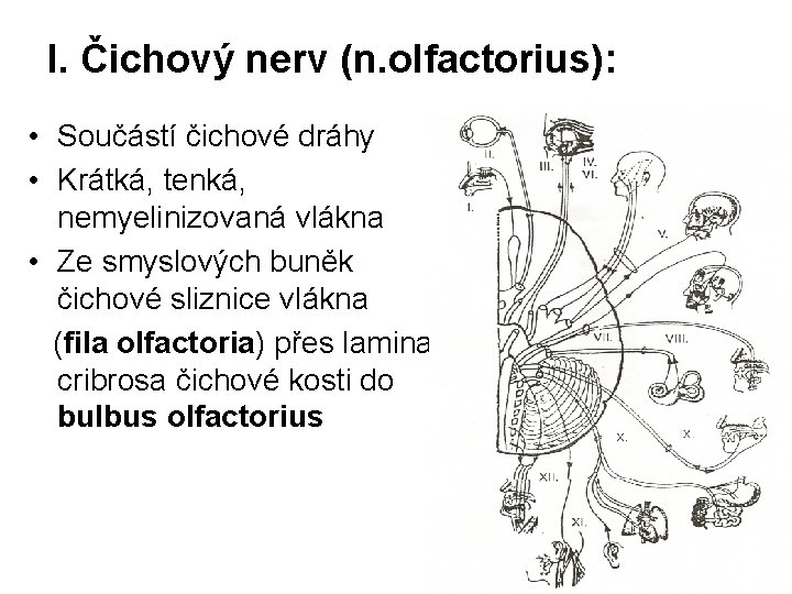 I. Čichový nerv (n. olfactorius): • Součástí čichové dráhy • Krátká, tenká, nemyelinizovaná vlákna