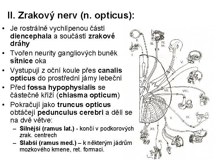 II. Zrakový nerv (n. opticus): • Je rostrálně vychlípenou částí diencephala a součástí zrakové